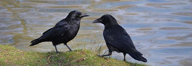 Lac Daumesnil, bois de Vincennes : la corneille noire, un oiseau mal aimé
