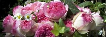 Roses de Ronsard