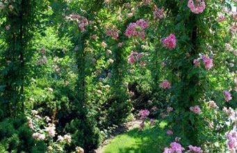 Jardin et Nymphéas 