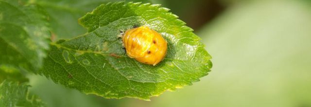 Naissance d'une coccinelle