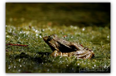 Grenouille rieuse - Rana ridibunda
