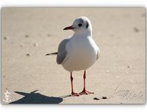 Dans le sable, dans l'eau ou dans les airs... seule ou en groupe.