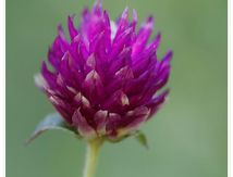 Gomphréna globuleuse ou Amarantine (Gomphrena globosa)