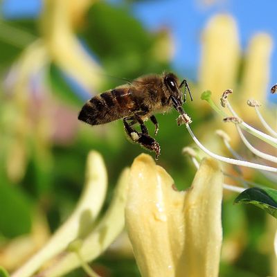 des fleurs au jardin et ++