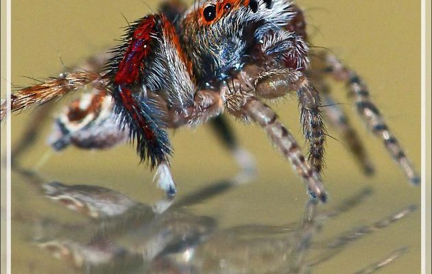 Les mimiques de l'Araignée sauteuse (saltique) "Pied barbu" mâle (Saitis barbipes) : J'ADORE ! - La Couarde-sur-Mer - Île de Ré - 17