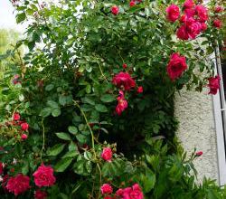 Un jour, une rose : Gite de France