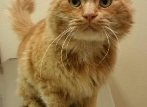 Un chat découvert agonisant dans un sac ligoté avec du scotch