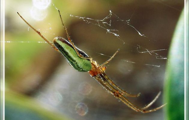 Araignée Tétragnathe étirée, Common long jawed orb weaver spider (Tetragnatha extensa) - Lartigau - Milhas - 31