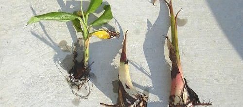 la banane