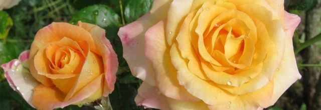 Roses jaune au jardin