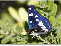 Sylvain azuré, (Limenitis reducta) - Nymphalidae