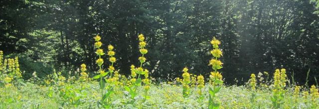 Les fleurs de montagne..