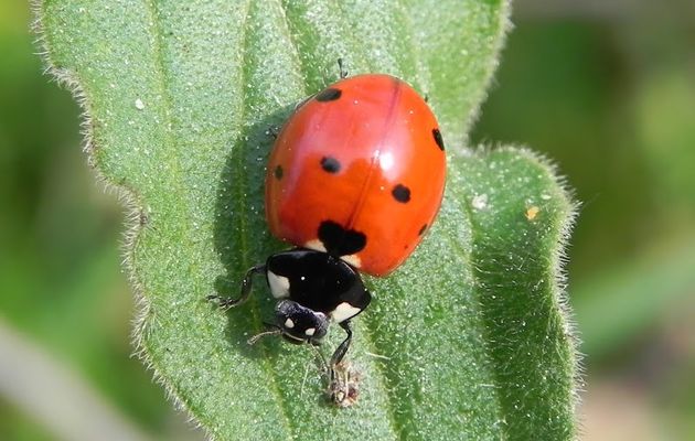 ma coccinelle d'un été