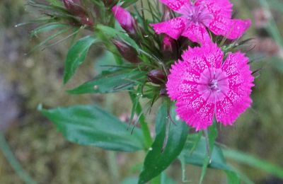 Surprises fleuries au jardin...