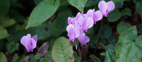 Le retour des cyclamens