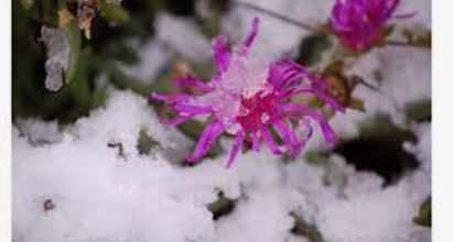 Avril sous la neige