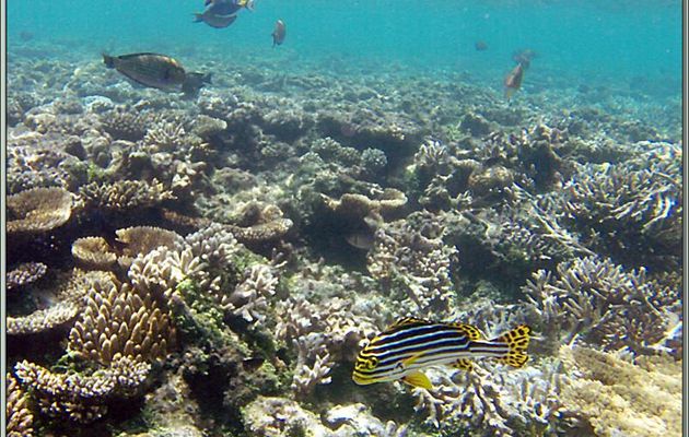Diagramme ou gaterin ou zèbre oriental (Plectorhinchus vittatus) - Athuruga - Atoll d'Ari - Maldives