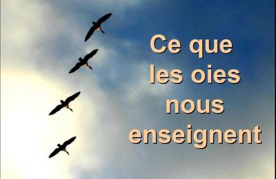 Ce que nous enseignent les oies