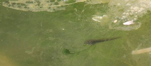 Les oeufs de la mare le 12 avril 2016