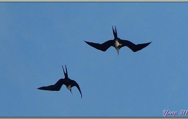 Le vol des frégates - Bird Island - Seychelles