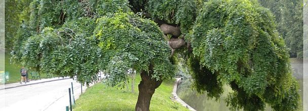 Parc des Buttes Chaumont : Le robinier