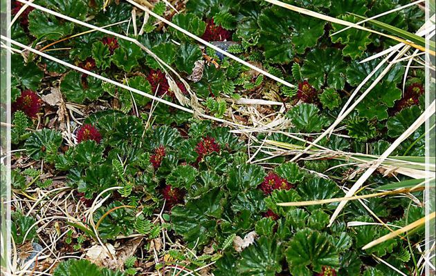 Fraisier du diable, Frutilla  del  Diablo, Devil's strawberry (Gunnera magellanica) - Glacier Aguila - Terre de Feu - Patagonie - Chili