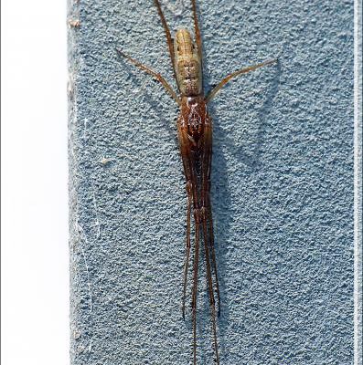 Araignée Tetragnathe (Tetragnatha sp) - La Couarde-sur-Mer - Île de Ré - 17
