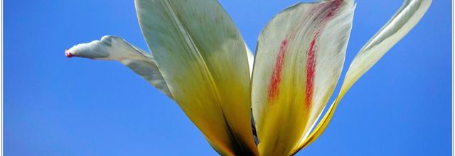 Tulipe (1) - Tulipa
