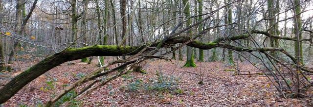 Quand le mardi c'est forêt où j'ai enlacé un arbre