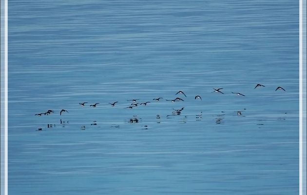  Le vol des Mergules nains, Little auk (Alle alle) - Navigation vers le Groenland - Mer de Baffin