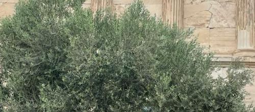 vacances en Grèce - ATHENES - suite premier jour 