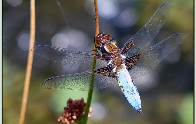 Libellule Déprimée mâle (Libellula Depressa) - Lartigau - Milhas - 31