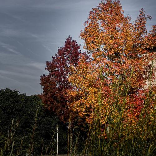 Automne rouge...
