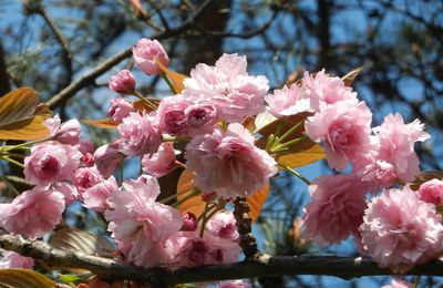 J'ai retrouvé mon blog !