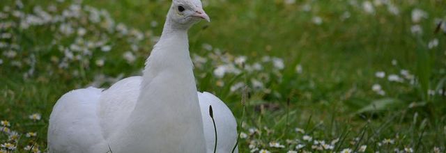 Lac Daumesnil : LE PAON BLANC