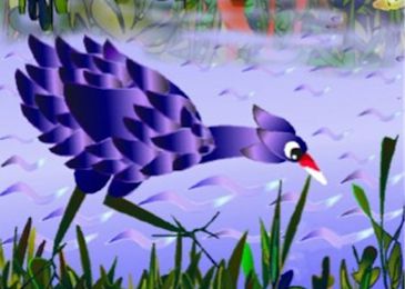 La petite poule d'eau