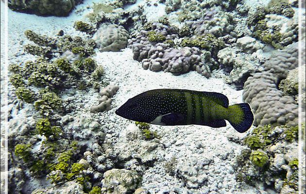 Mérou paon ou Mérou céleste ou Vieille cuisinière, Peacock hind or Peacock grouper (Cephalopholis argus) - Jardin de corail - Motu Tautau - Taha'a - Polynésie française