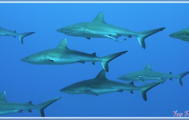 Défilé de Requins gris de récif - Passe Tumakohua - Fakarava sud - Tuamotu - Polynésie française