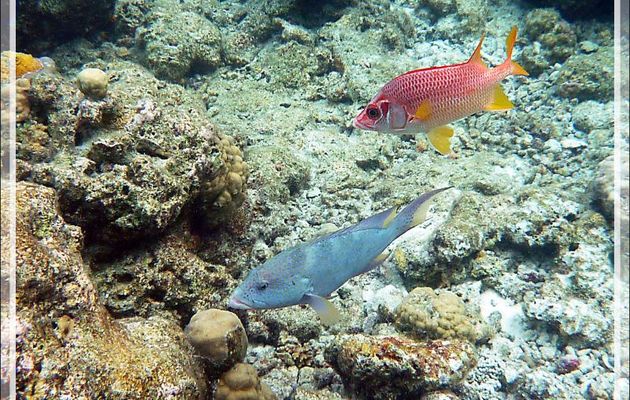 Et encore le Mérou croissant de lune ou Loche-caméléon ou Croissant queue jaune spécimen bleu, Yellow-edged lyretail (Variola louti) - Moofushi - Atoll d'Ari - Maldives