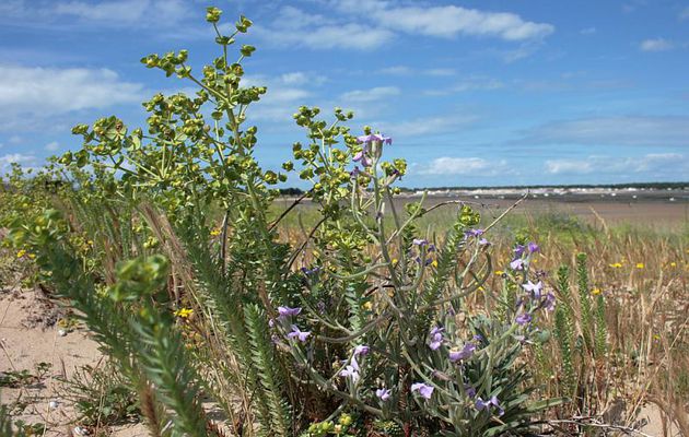 Euphorbe maritime (Euphorbia paralias) & Giroflée des dunes (Matthiola sinuata) - Rivedoux - Ile de Ré - 17