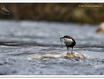 Cincle plongeur - Cinclus cinclus