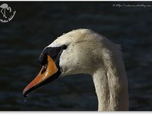 Cygne tuberculé - Cygnus olor