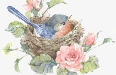 Savoir reconnaître les oiseaux