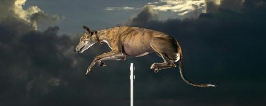 Cinderella May : Le plus haut saut pour un chien