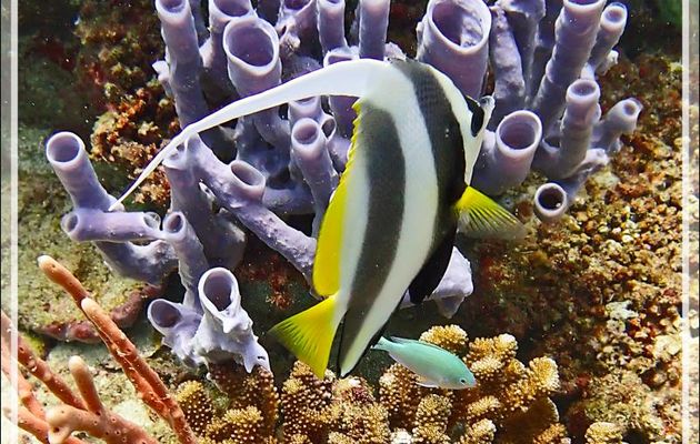 Poisson cocher grégaire, False moorish idol, Schooling bannerfish (Heniochus diphreutes) - Les Tétons - Nosy Tsarabanjina - Nosy Mitsio - Madagascar