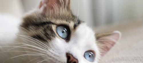 Un festival dédié aux chats à Montréal