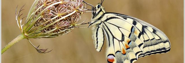 Machaon (1) - Papilio machaon