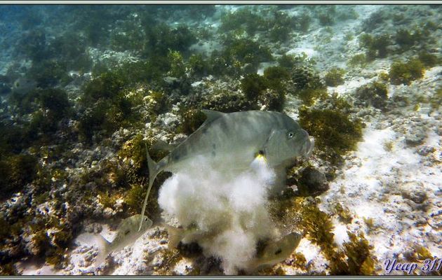 Carangue (Grosse tête ?) - Praslin - Seychelles