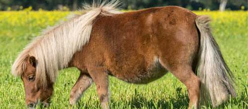 Le poney, un maître d'école