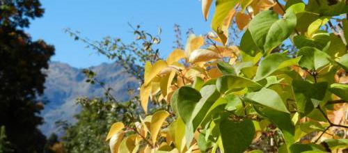 Encore l'automne